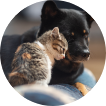 Dog and cat resting together